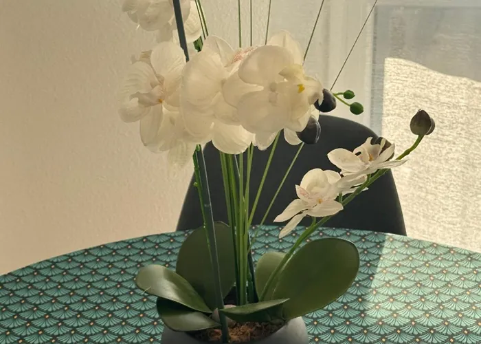 50m2 Cote Bale Parking Inclus Apartment Saint-Louis (Haut-Rhin)